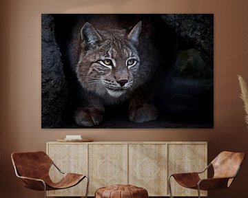 Lynx is een grote kat die op de grond zit en ironisch genoeg ergens naar kijkt. close-up.