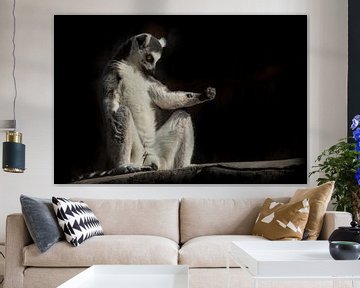 ring-tailed lemur in het donker (zwarte achtergrond) zit alsof hij bezig is met spirituele prakiki ( van Michael Semenov