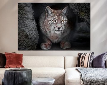 Lynx is een grote wilde kat, ironisch genoeg is de donkere achtergrond de heldere ogen van een kat.. van Michael Semenov