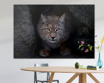 Lynx is een grote kat die op de grond zit en ironisch genoeg recht naar je kijkt. close-up is een bl van Michael Semenov