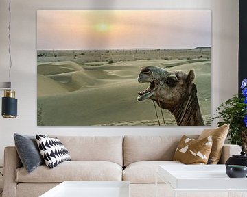 kamele in rajasthan von Stefan Havadi-Nagy
