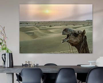 kamelen in rajasthan van Stefan Havadi-Nagy