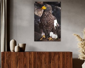 Riesiger See- oder Seeadler mit blutigem Schnabel von Michael Semenov