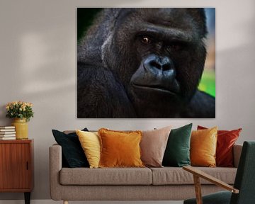 brute fysionomie van een hardvochtige gorilla mannetje in profiel, kijk terug