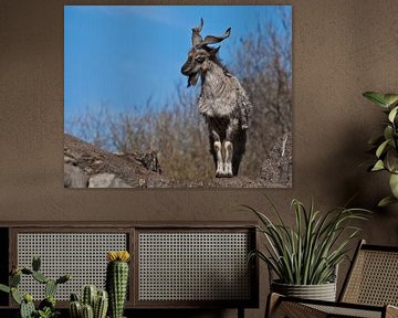 Mountain horned goat Markhor against the background of rocks and blue spring sky, a powerful animal  by Michael Semenov