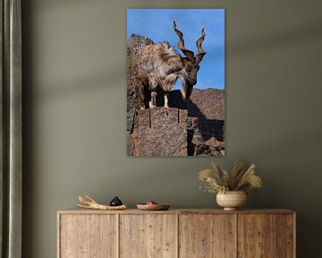 Chèvre à cornes de montagne sur fond de rochers et de ciel bleu de printemps, un animal puissant ave sur Michael Semenov