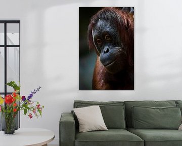 Cleverer Orang-Utan, Gesicht mit roten Haaren in Nahaufnahme. von Michael Semenov