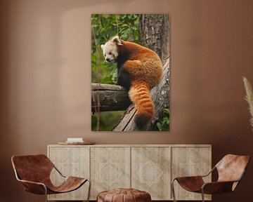 Red Panda - a cute little fluffy red animal (similar to a raccoon) from the mountainous areas of Chi by Michael Semenov