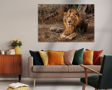 Een krachtige mannelijke leeuw met een prachtige manen ligt indrukwekkend tegen de achtergrond van s van Michael Semenov