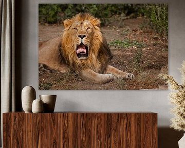 Gähnen, roter Mund und Zunge. Ein mächtiger männlicher Löwe mit einer schönen Mähne liegt eindrucksv von Michael Semenov