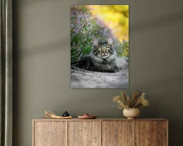 Maine Coon cat in heather by Het Boshuis