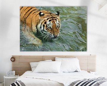 Große starrende Augen Junger schöner Tiger mit ausdrucksvollen Augen geht auf dem Wasser (badet), Ra von Michael Semenov