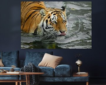 Schleicht sich an und leckt. Junger schöner Tiger mit ausdrucksvollen Augen geht auf dem Wasser (bad
