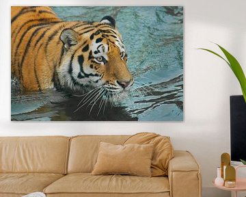 Vue dans les vagues bleues. Un jeune tigre aux yeux expressifs marche sur l'eau (se baigne), gros pl sur Michael Semenov
