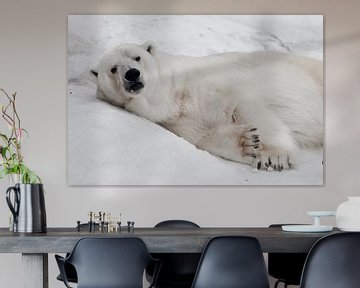 ligt ontspannen. Krachtige roofdier-ijsbeer ligt in de sneeuw, close-up van Michael Semenov