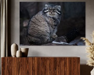 The wild cat manul sits on a stump and looks around with an angry look, an angry and angry cat.