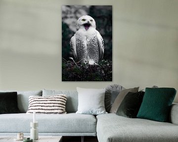 Mouth  open, scream. White polar owl in summer, wild beautiful bird of prey, expressive yellow eyes.