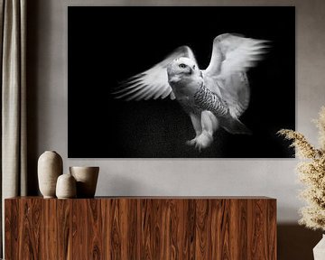 Eine rein weiße Polareule, die ihre Flügel in der Dunkelheit (Nachtdunkelheit), isoliert, aber vor e von Michael Semenov