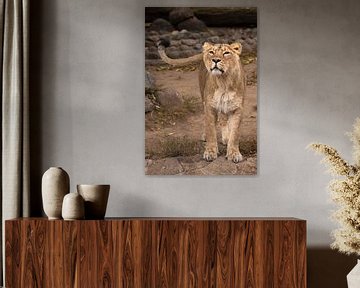 Lioness looks and sniffs. Lioness female is a large predatory strong and beautiful African cat. by Michael Semenov