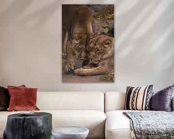 twee kattenmeisjes vriendin. Leeuwinnetje is een grote roofzuchtige sterke en mooie Afrikaanse kat. van Michael Semenov