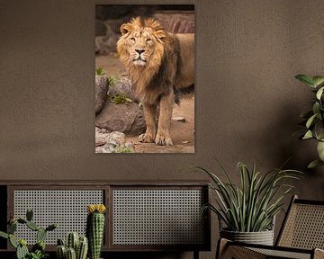 Lion male is a large predatory strong and beautiful cat with a magnificent mane of hair. by Michael Semenov