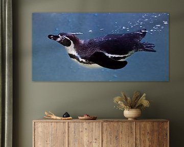 Slender and fast penguin in the frame of air bubbles quickly swims in the blue water. blue backgroun by Michael Semenov