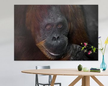 Slimme gezicht orang-oetang van dichtbij. Flegmatische licht ironische ogen kijken van Michael Semenov