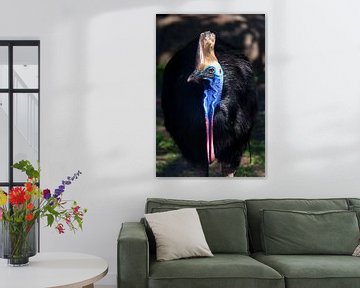 Nahaufnahme Cazuar-Vogel, ein großer Vogel, ein Strauß aus einer Neuguinea und Australien, helle Fär von Michael Semenov