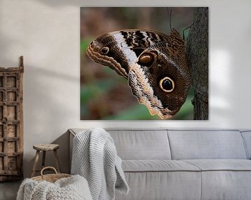 Close-up grote bruine vlinder Morpho menelaus van Marjolein van Middelkoop