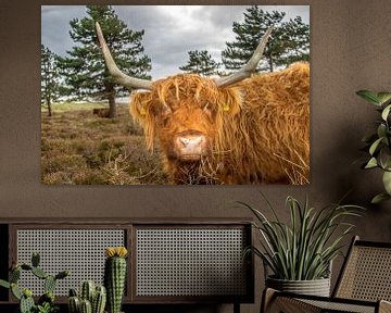 Portret Schotse Hooglander koe van Johan Habing