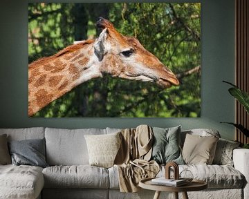 Kopf einer Giraffe in Nahaufnahme auf grünem Hintergrund. niedliches Tier zwischen den Bäumen im Pro von Michael Semenov