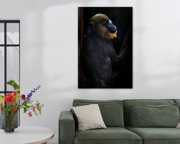 A beautiful madril baboon with bright yellow hair and blue nose on a dark background. the animal is  by Michael Semenov
