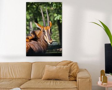 Mooi Afrikaans dier Sabelantilope. Portretkop van antilope met grote hoorns half gedraaid.