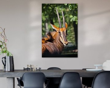 Mooi Afrikaans dier Sabelantilope. Portretkop van antilope met grote hoorns half gedraaid. van Michael Semenov