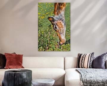 Head of a giraffe close-up on a background of green. a cute animal eats grass from the ground with i by Michael Semenov