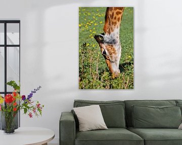 Head of a giraffe close-up on a background of green. a cute animal eats grass from the ground with i by Michael Semenov