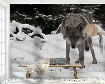 Een wolf kijkt je direct aan met zijn hoofd naar beneden - de blik van een wolf; een wiel van een bo van Michael Semenov