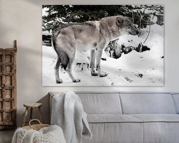Grote grijze wolf in de sneeuw. wolf onder de boom, domme verschijning van de snuit. van Michael Semenov