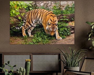 Mooie krachtige grote tijgerkat (Amoertijger) op de achtergrond van zomergroen gras en stenen. De ti