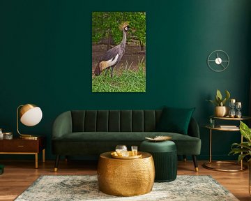 Prachtige Afrikaanse vogel - Gekroonde Kraanvogel op een achtergrond van groen gras van Michael Semenov