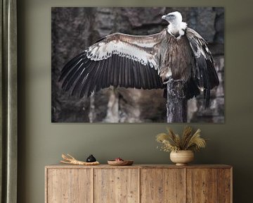 De Griffon Gier zit prachtig, spreidt zijn enorme vleugels met lange veren, aasetvogel, de vleugels  van Michael Semenov