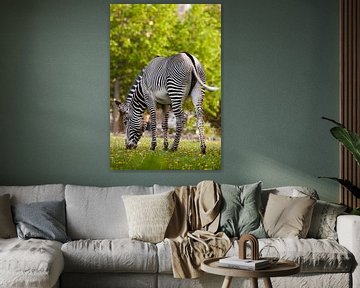 Ein gestreiftes Zebra mit umgedrehtem Rücken grast auf grünem Gras. erotisches Pferd von Michael Semenov