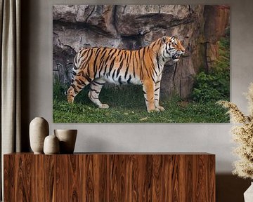 Een trotse, gestroomlijnde tijger staat prachtig tegen een stenen klif. Mooie krachtige grote tijger van Michael Semenov