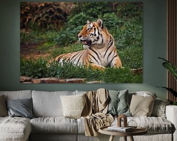 de tijger ligt imposant op smaragdgroen gras en rust, Mooie krachtige grote tijgerkat (Amoertijger)  van Michael Semenov