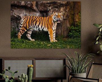Ein stolzer, geschmeidiger Tiger steht wunderschön an einer Steinklippe. Wunderschöne kräftige große von Michael Semenov