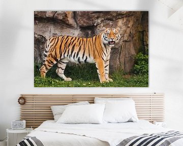 Le tigre de l'Amour se tient près d'un mur rocheux sur de l'herbe verte sur Michael Semenov