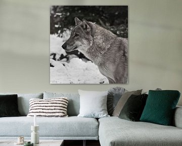 Gray wolf on winter white snow is a predatory animal. Head of a wolf in profile close-up by Michael Semenov