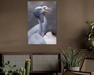 Blauwe kraanvogel sierlijke vogel van dichtbij, dunne lange hals, mooie kop op een vage achtergrond 