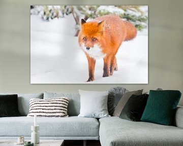 Fox full-face close-up on a background of Christmas trees. Beautiful red fluffy fox in the snow duri by Michael Semenov