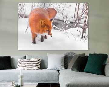 Pepervos in het bos. Snuffelend. Mooie rode pluizige vos in de sneeuw tijdens een sneeuwval. Sneeuwv